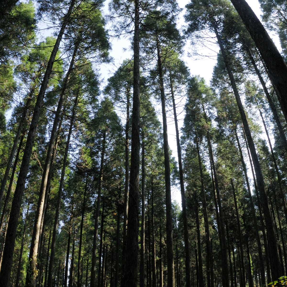 Forest Management